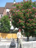 21 Базель(Швейцария)-почти Киевские каштаны....только на месяц раньше цветут...